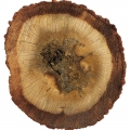 Legno di Agar (oud)